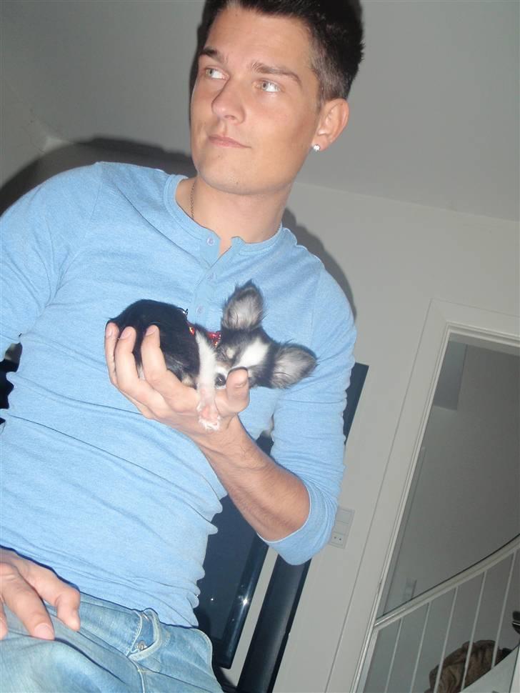 Chihuahua Coco Casanova - Så lille er jeg , at jeg kan ligge i fars hånd og sove ;D billede 9
