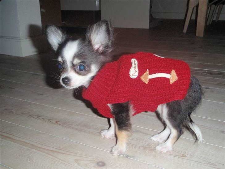 Chihuahua Coco Casanova - Min nye trøje , som er liiiidt for lang , så vi folder den bare op bagpå ;D billede 10