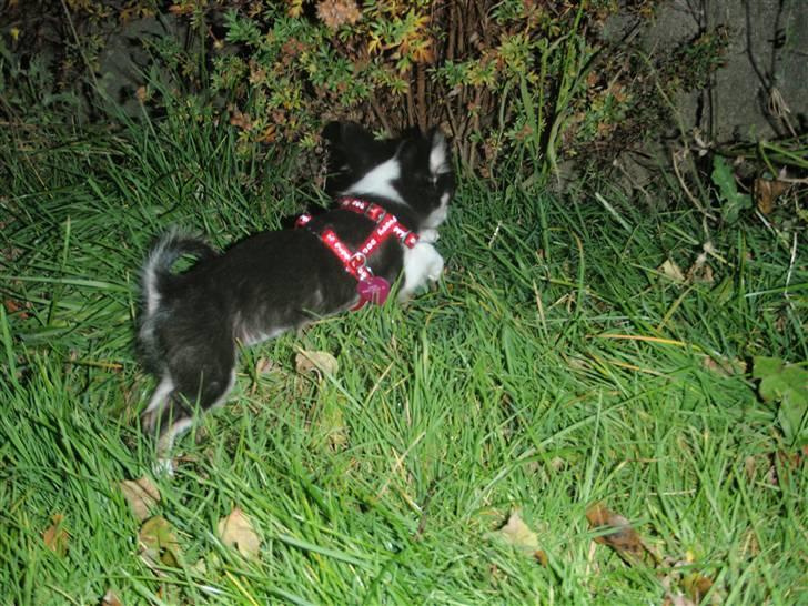 Chihuahua Coco Casanova - Så er vi lige ude og tisse :) billede 11