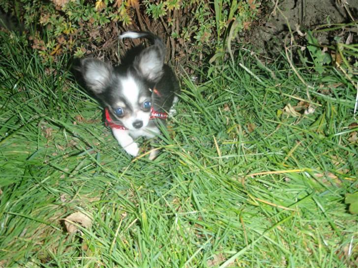 Chihuahua Coco Casanova - Her kommer jeg :) billede 12