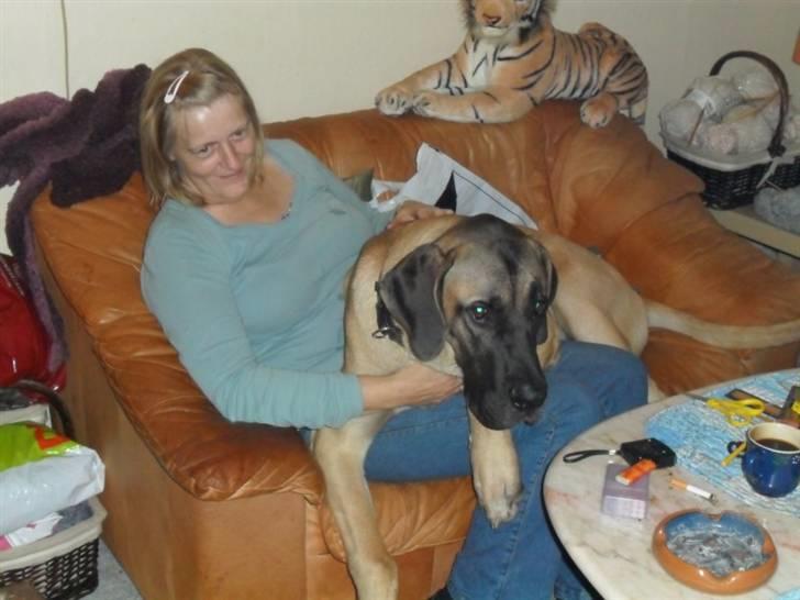 Blanding af racer balder - hovsa ved godt jeg ikke må men hvis jeg nu ligger stille  billede 15