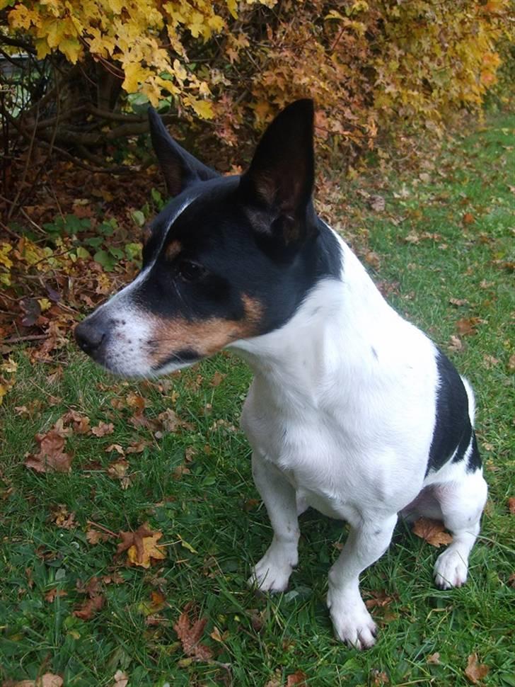 Blanding af racer Ling billede 1