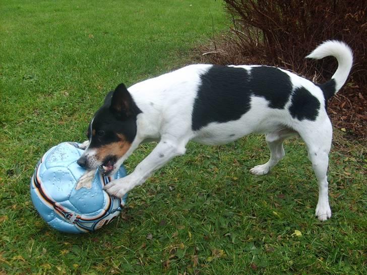 Blanding af racer Ling billede 3