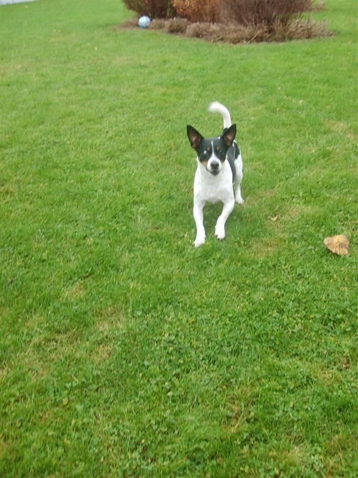 Blanding af racer Ling billede 4