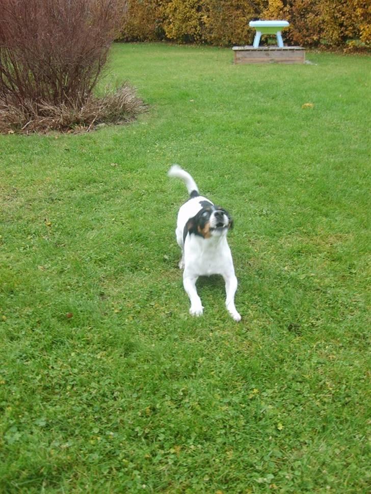 Blanding af racer Ling billede 5