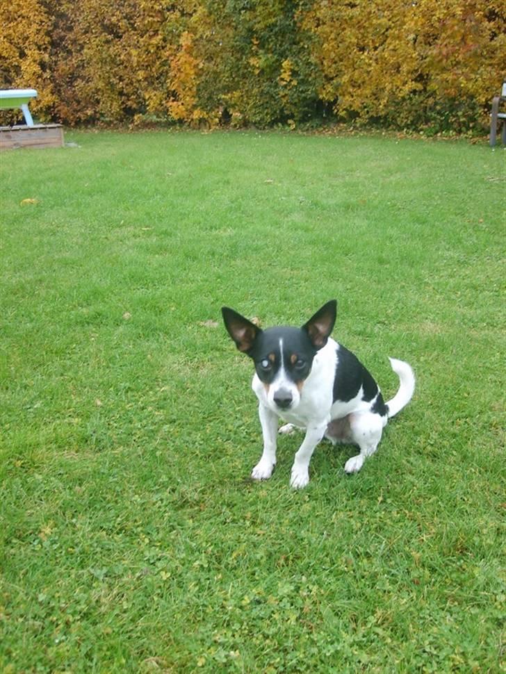 Blanding af racer Ling billede 6