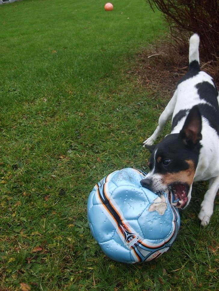 Blanding af racer Ling billede 7