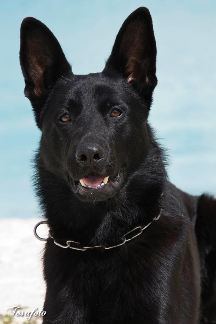 Schæferhund Caisar (R.I.P.) billede 1