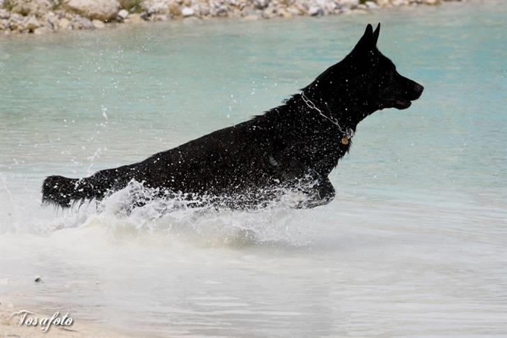 Schæferhund Caisar (R.I.P.) billede 2