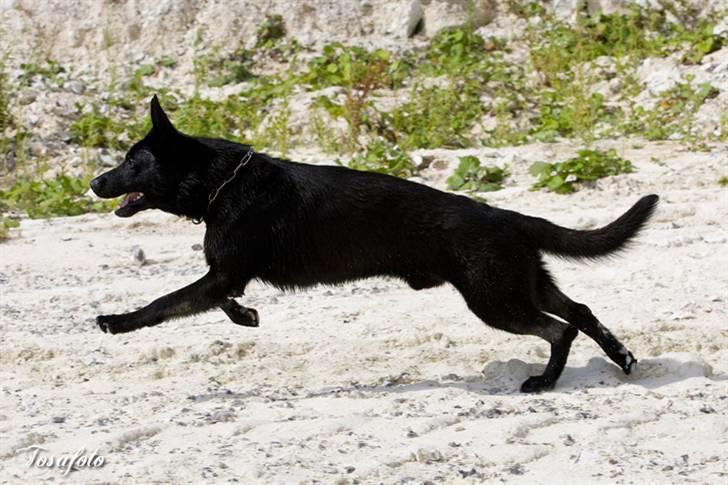 Schæferhund Caisar (R.I.P.) billede 3