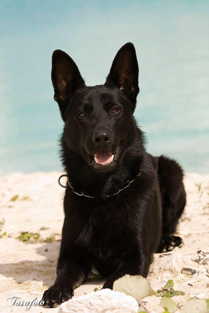 Schæferhund Caisar (R.I.P.) billede 4