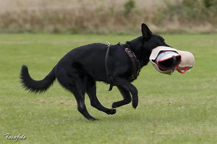 Schæferhund Caisar (R.I.P.) billede 5