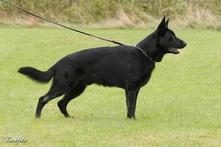 Schæferhund Caisar (R.I.P.) billede 6