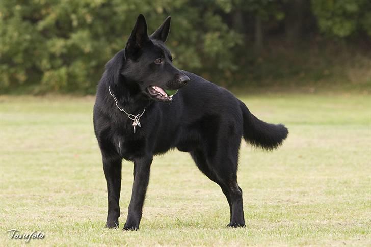 Schæferhund Caisar (R.I.P.) billede 7