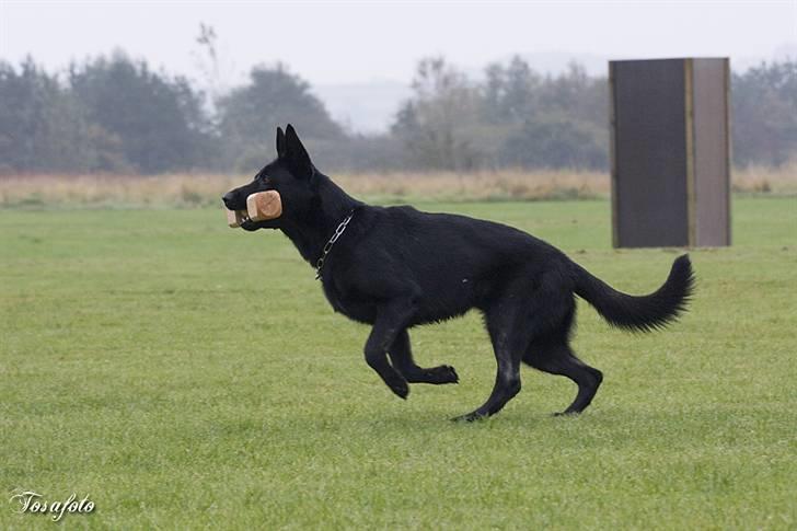 Schæferhund Caisar (R.I.P.) billede 8