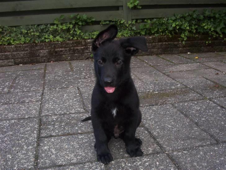 Schæferhund Caisar (R.I.P.) billede 9