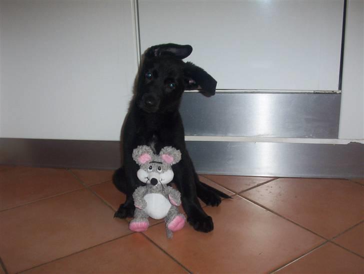 Schæferhund Caisar (R.I.P.) billede 10