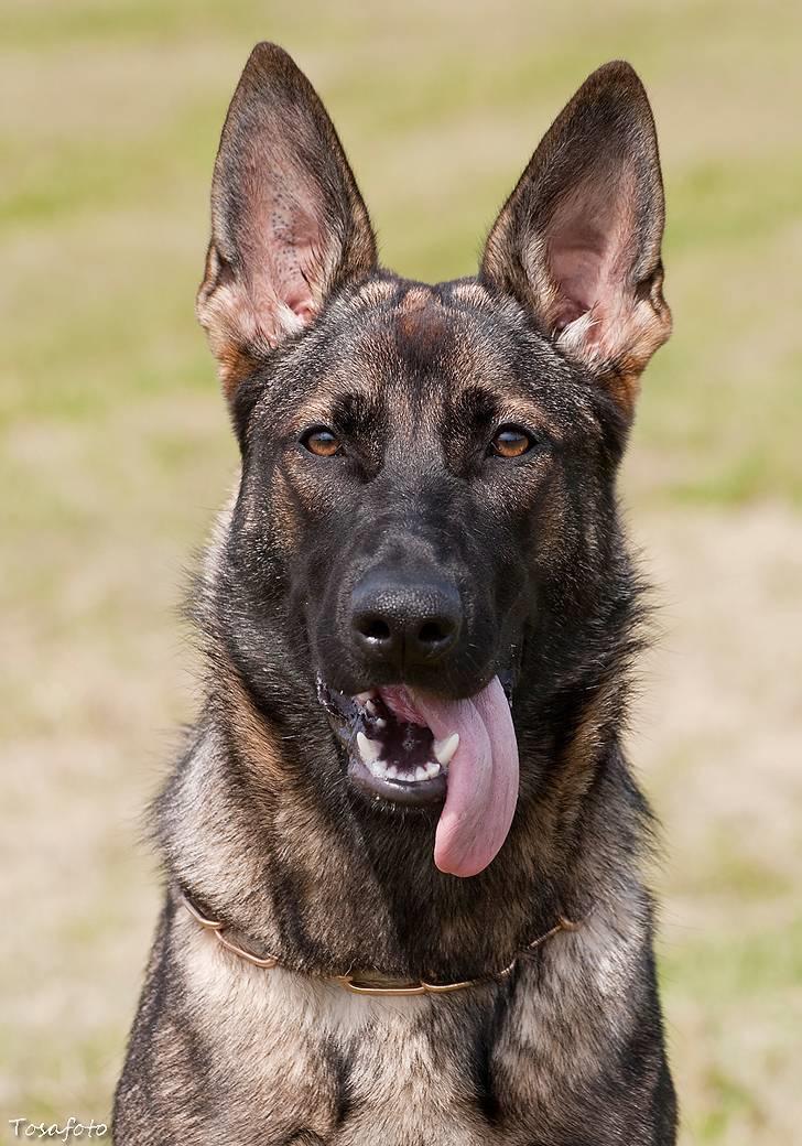 Schæferhund Ninja (R.I.P.) billede 1