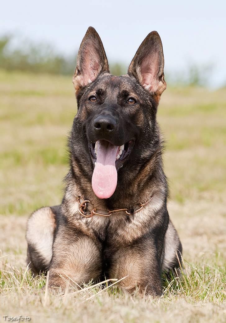 Schæferhund Ninja (R.I.P.) billede 2