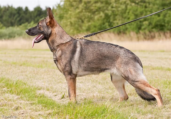 Schæferhund Ninja (R.I.P.) billede 3