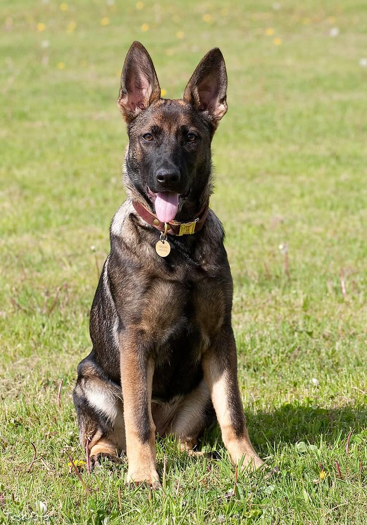 Schæferhund Ninja (R.I.P.) billede 4