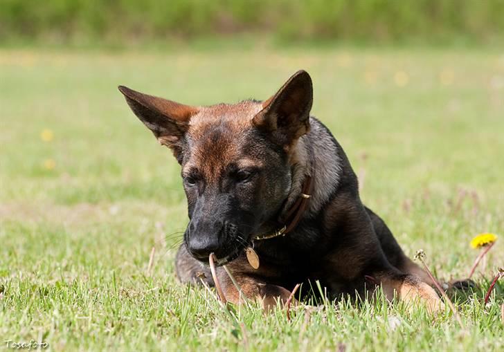 Schæferhund Ninja (R.I.P.) billede 5
