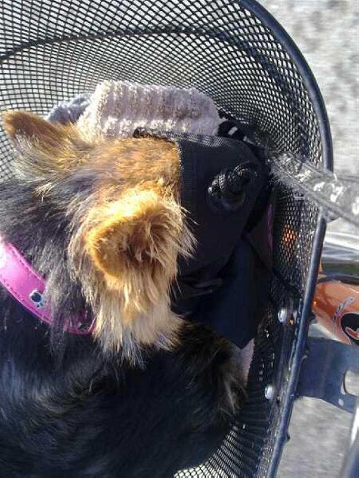 Norwich terrier My billede 17