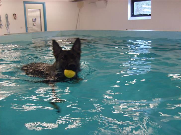 Schæferhund Ninja (R.I.P.) billede 6