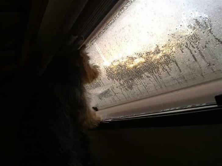 Norwich terrier My billede 18