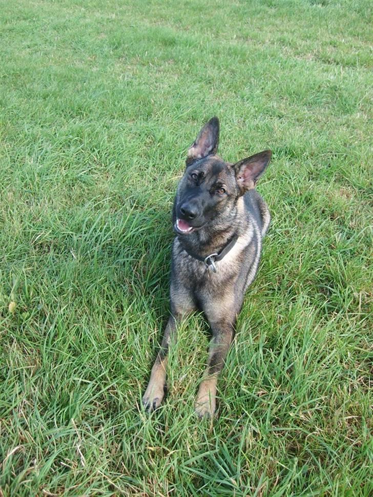 Schæferhund Ninja (R.I.P.) billede 7