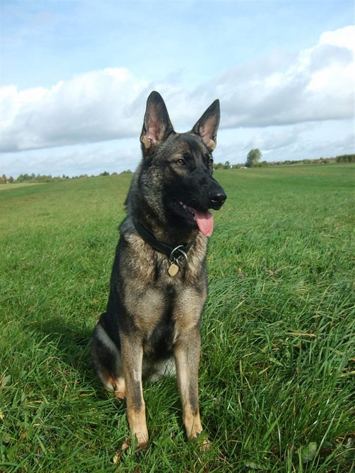 Schæferhund Ninja (R.I.P.) billede 8