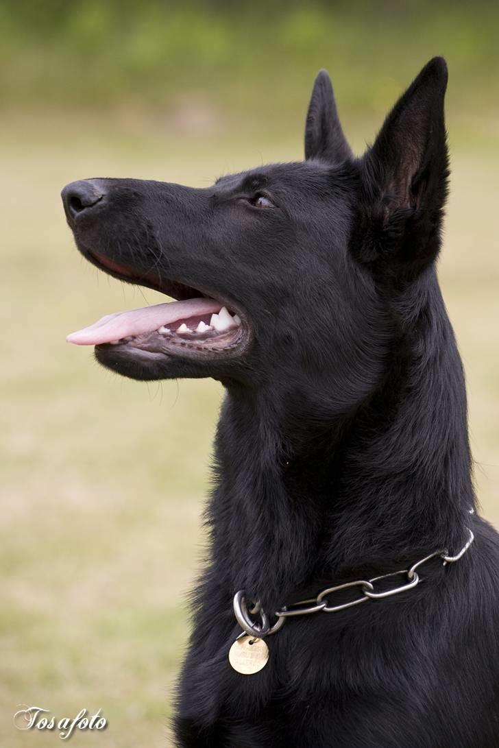 Schæferhund Kimba (R.I.P.) billede 1