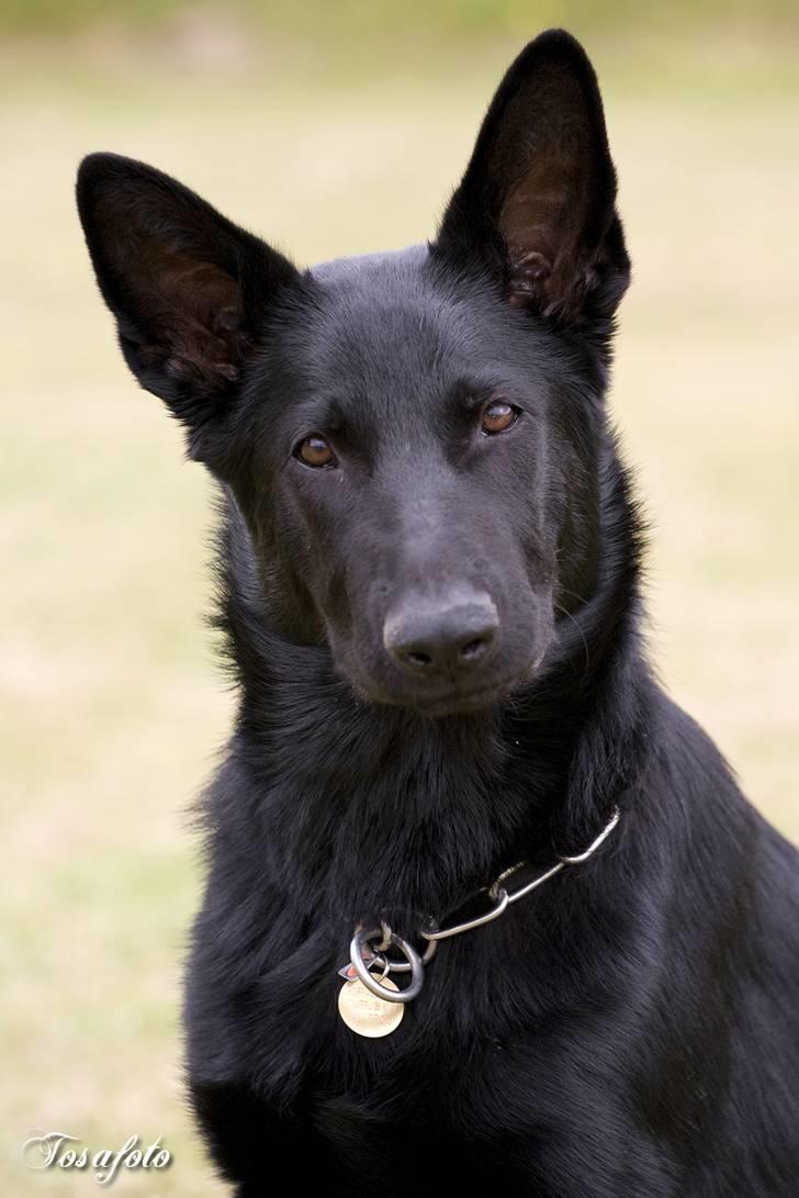 Schæferhund Kimba (R.I.P.) billede 2