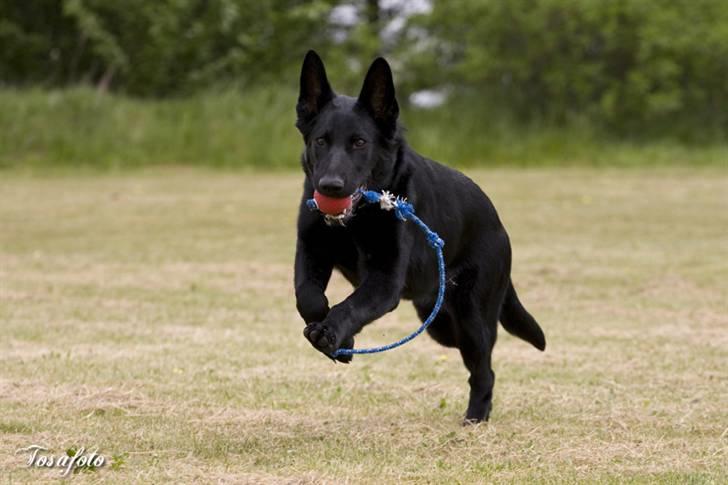 Schæferhund Kimba (R.I.P.) billede 3