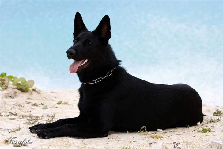 Schæferhund Kimba (R.I.P.) billede 4