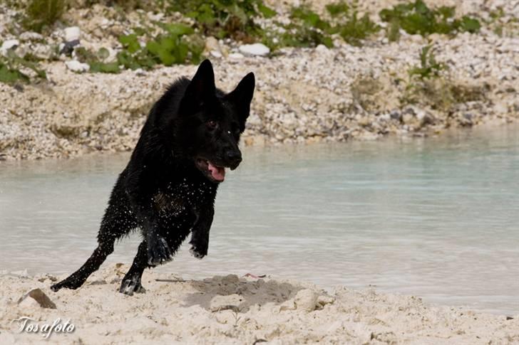 Schæferhund Kimba (R.I.P.) billede 5