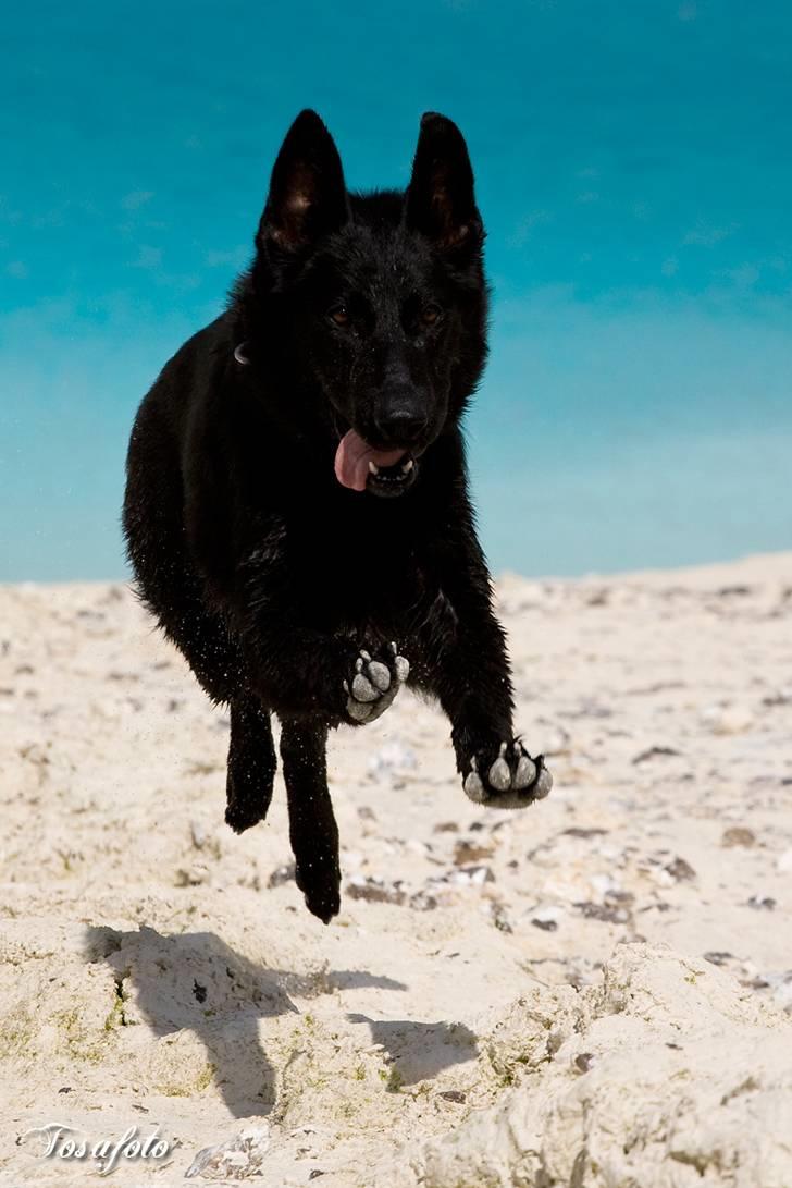 Schæferhund Kimba (R.I.P.) billede 6