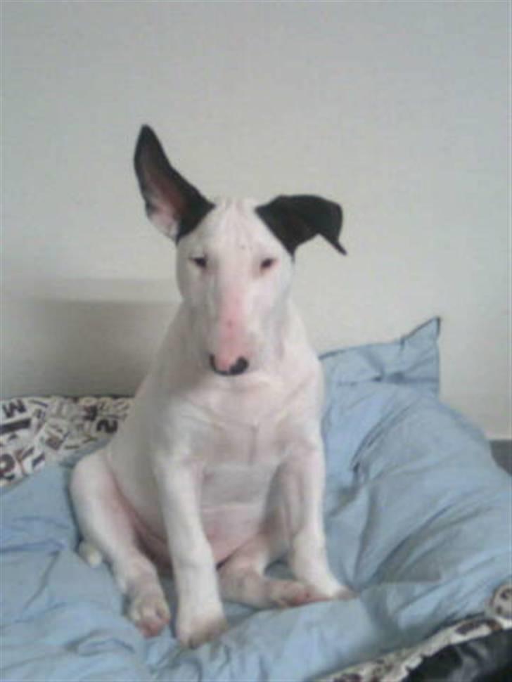 Bullterrier R.I.P Viggo 3.08.2010 - Med et øre rejst nu ;) billede 10