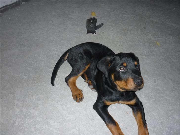 Rottweiler ballou billede 10