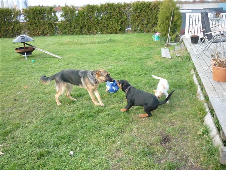 Rottweiler ballou billede 13