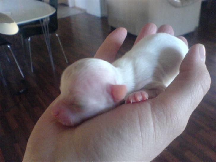 Chihuahua Willi - da var han 4 dage gammel billede 15