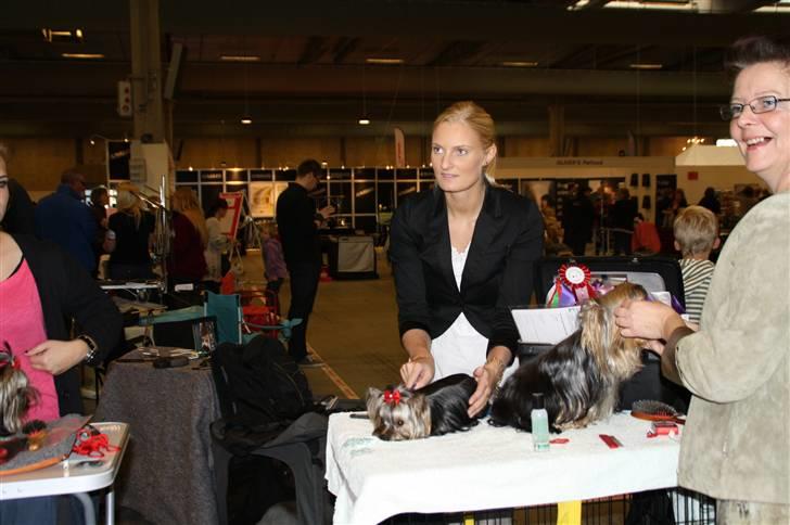 Yorkshire terrier Chili billede 14