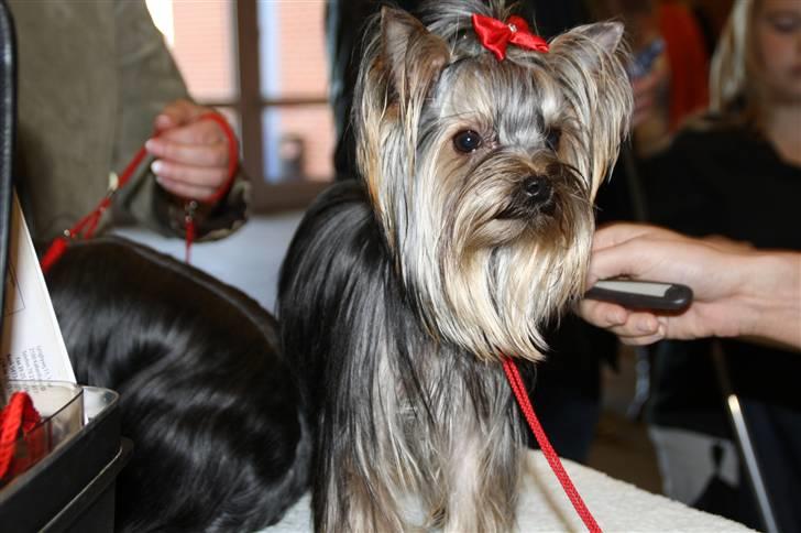 Yorkshire terrier Chili billede 15