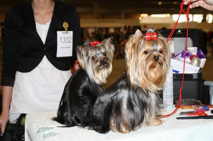 Yorkshire terrier Chili - Chili og Nanna i Herning 06.11.10 billede 16