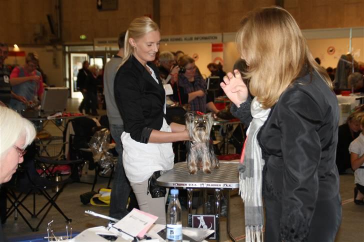 Yorkshire terrier Chili billede 18