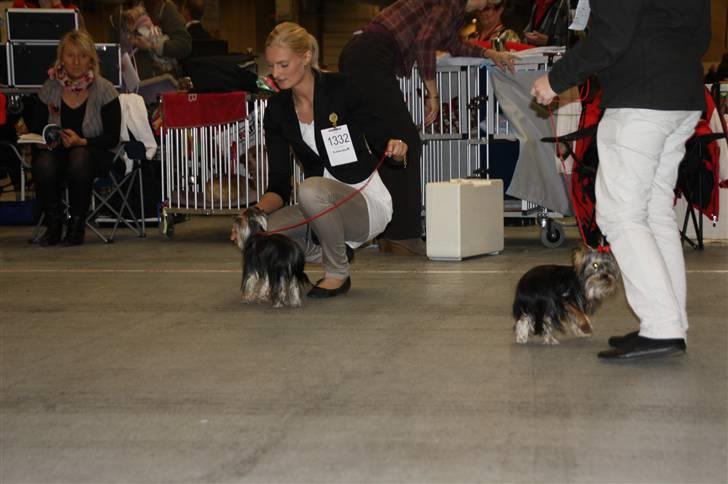 Yorkshire terrier Chili billede 19