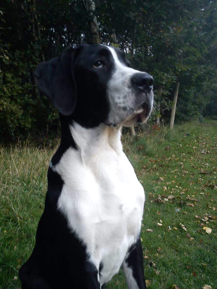 Blanding af racer Martha billede 8