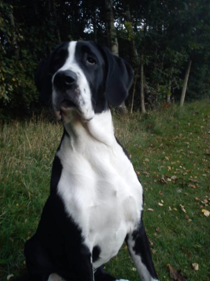 Blanding af racer Martha billede 9