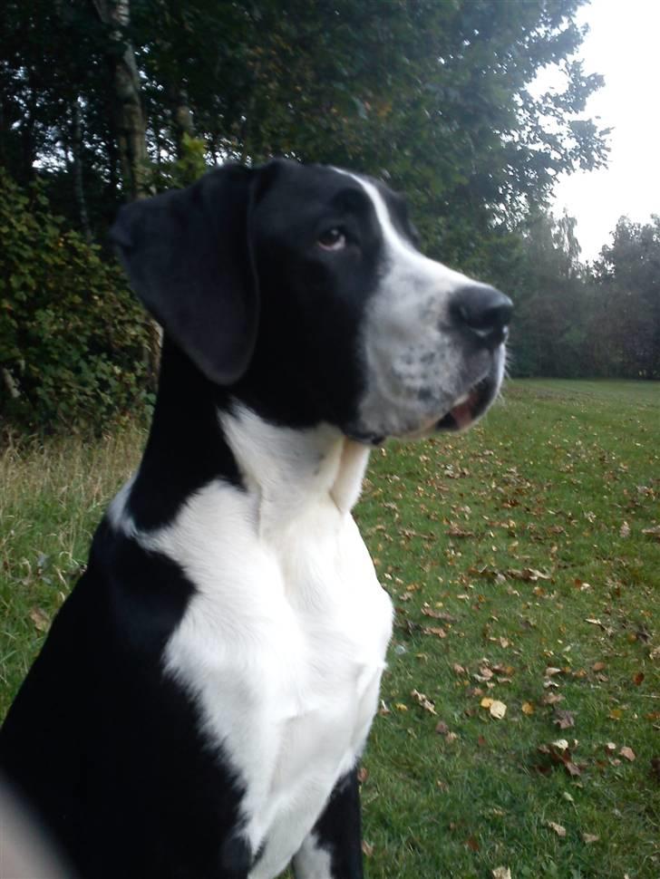 Blanding af racer Martha billede 10