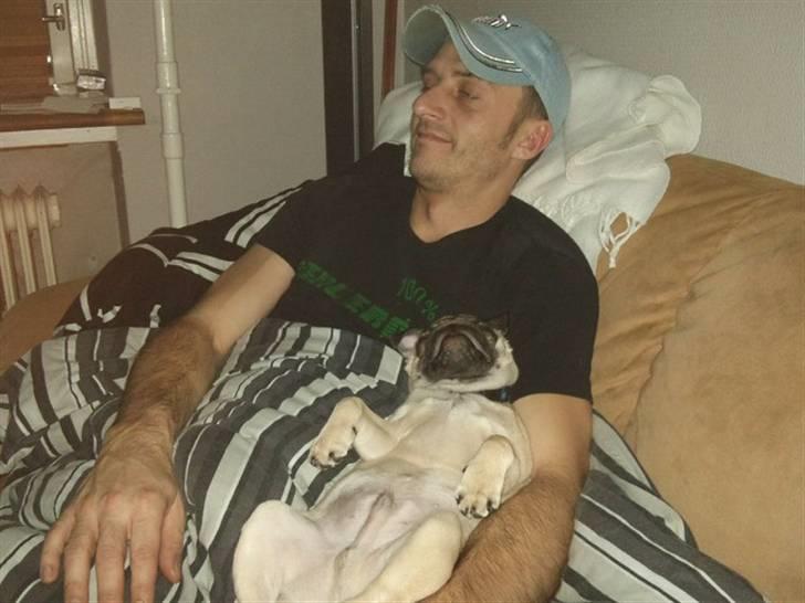 Mops Joey - far og joey sofaputter <3 billede 16